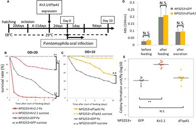 Neural control of redox response and microbiota-triggered inflammation in Drosophila gut